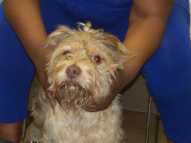 Adoptable Dog