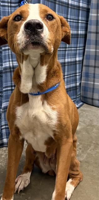 Penelope