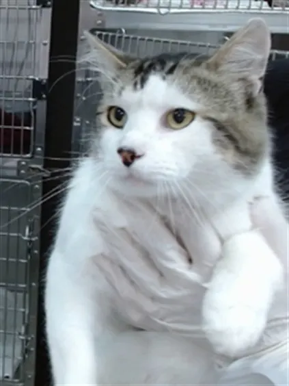 Finn