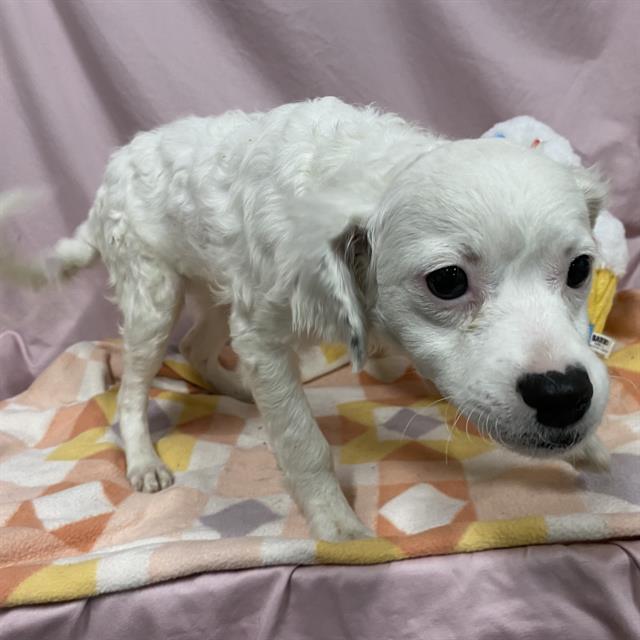 Adoptable Dog