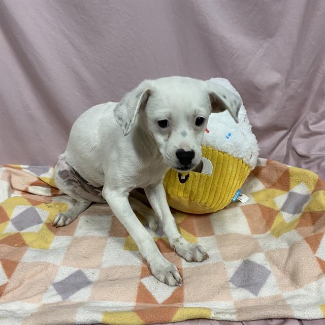 Adoptable Dog