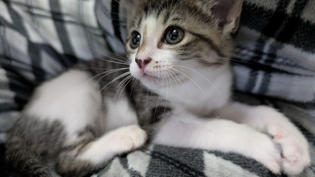 Adoptable Cat