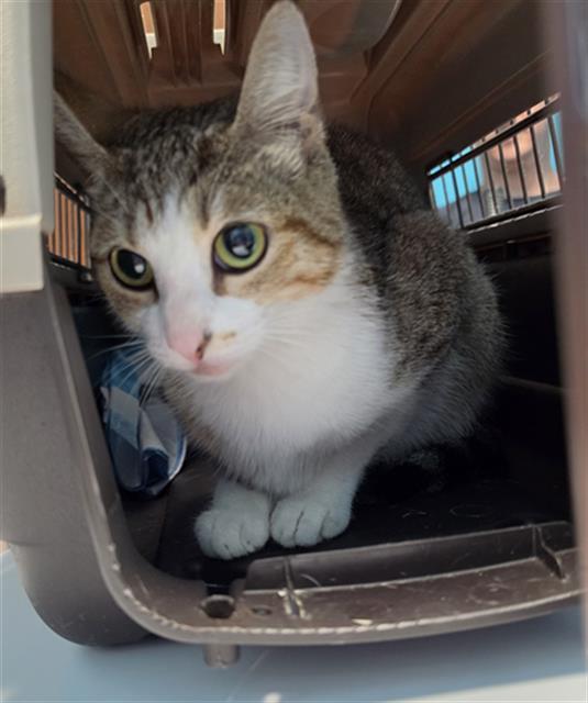 Mimi