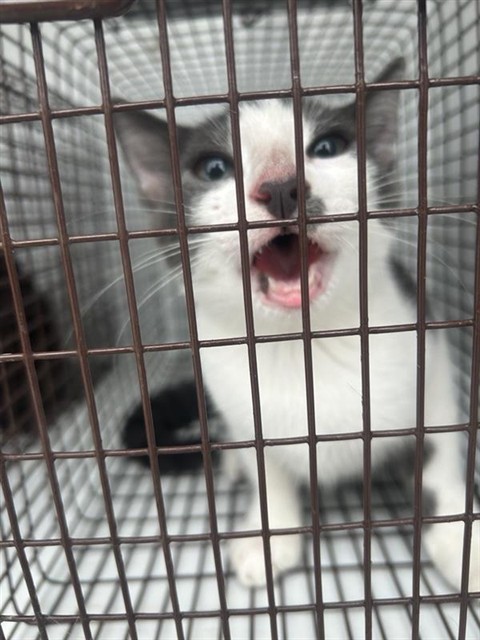 Adoptable Cat