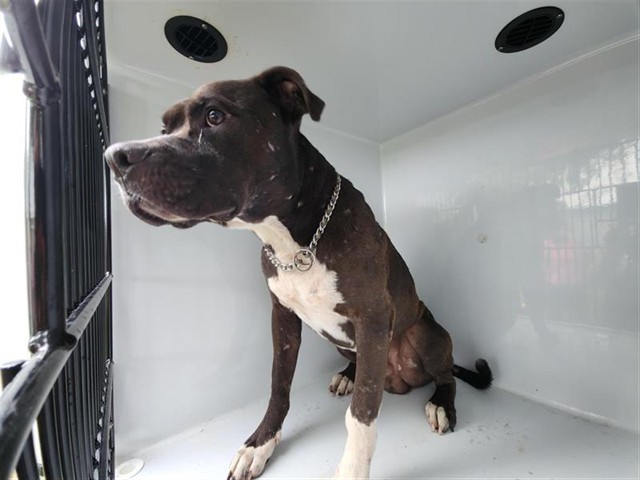 Adoptable Dog