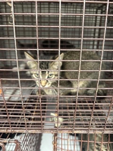Adoptable Cat