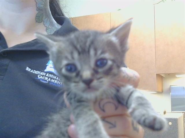Peanut