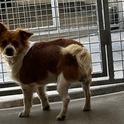 Canelo