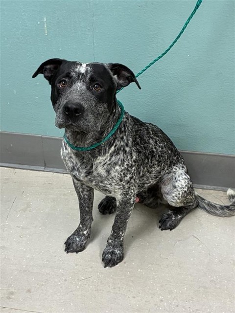 Adoptable Dog