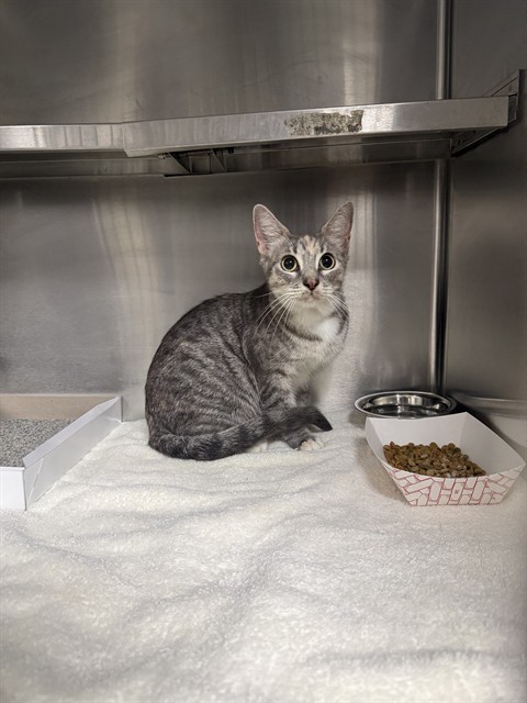 Adoptable Cat