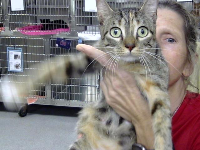 Adoptable Cat