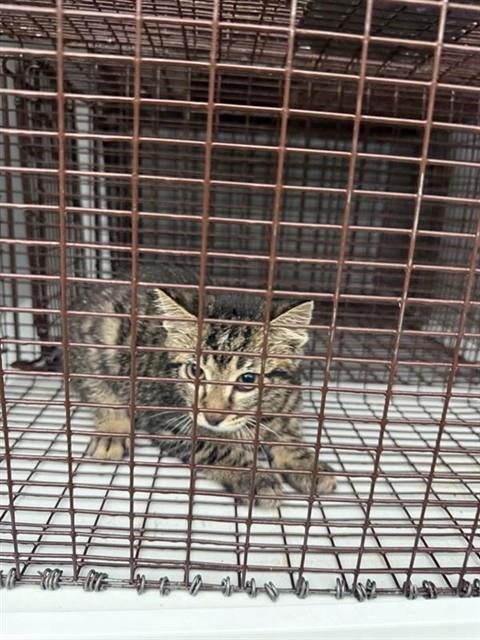 Adoptable Cat