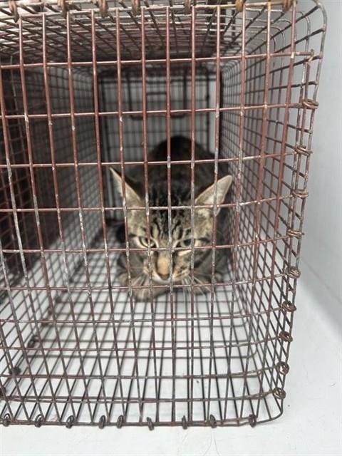 Adoptable Cat