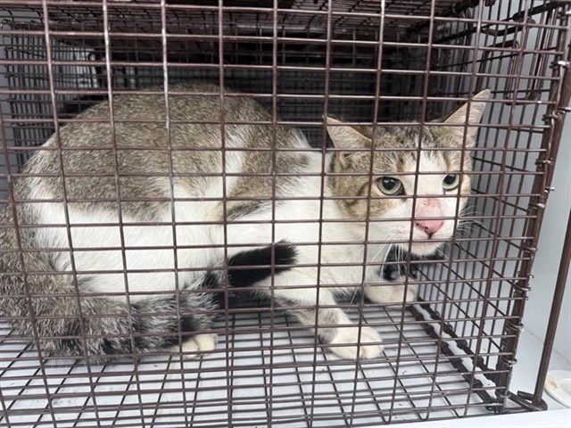 Adoptable Cat