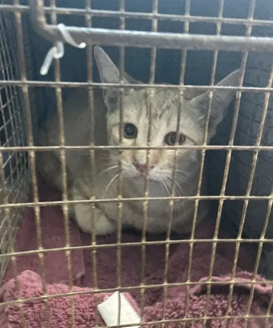 Adoptable Cat