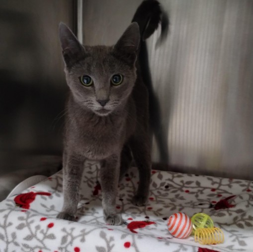Adoptable Cat