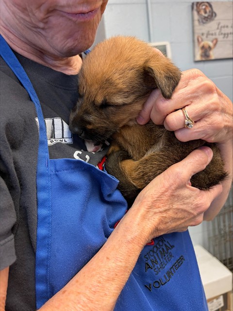 Adoptable Dog