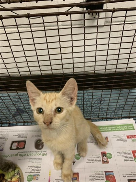 Adoptable Cat
