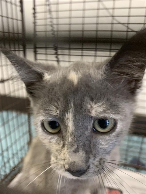 Adoptable Cat