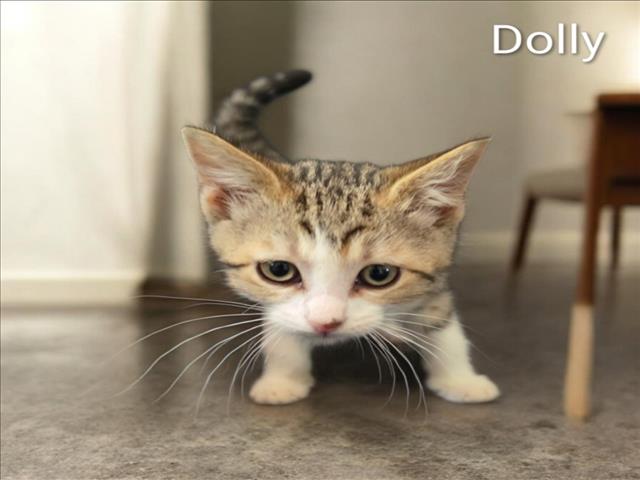 Dolly