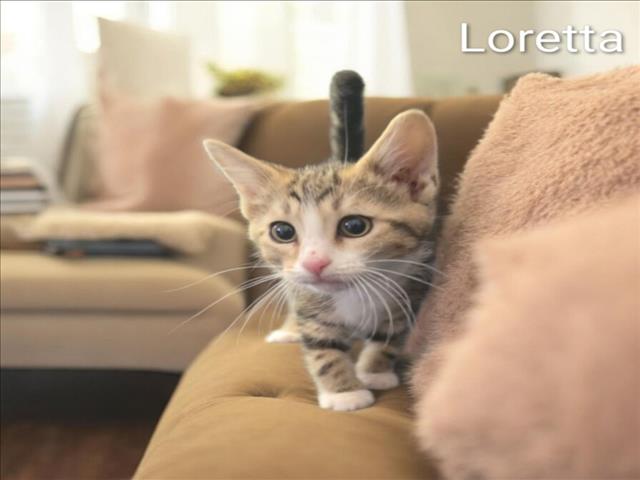 Loretta