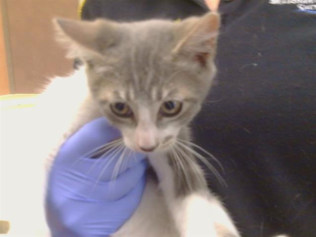 Adoptable Cat