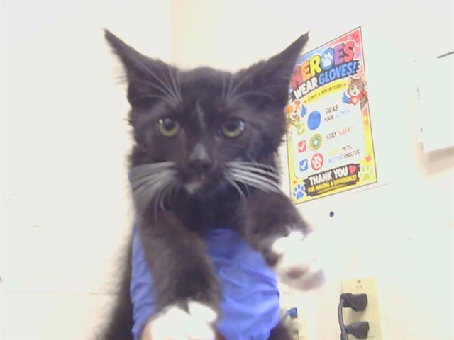 Adoptable Cat