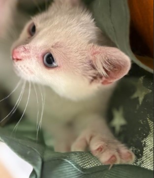 Ernest