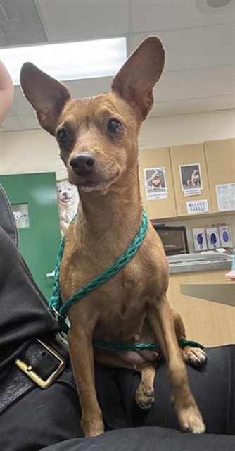 Adoptable Dog