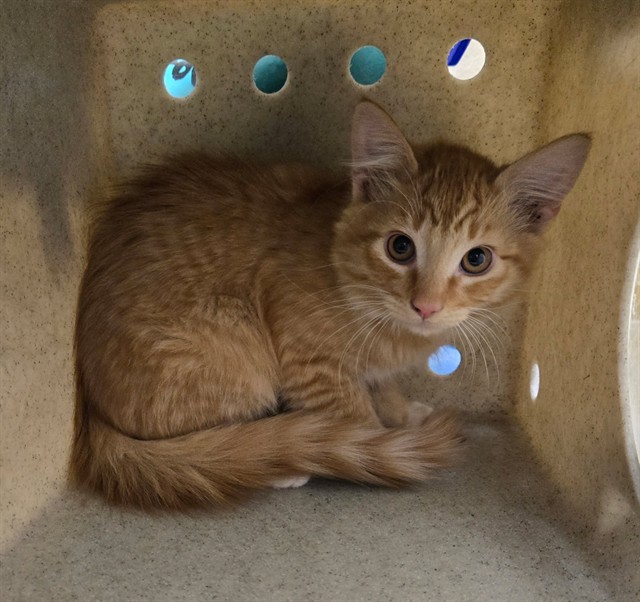 Adoptable Cat