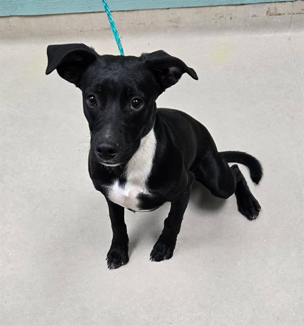 Adoptable Dog