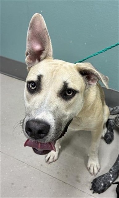 Adoptable Dog