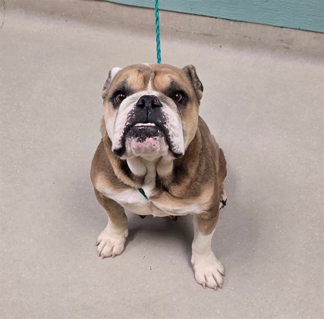 Adoptable Dog