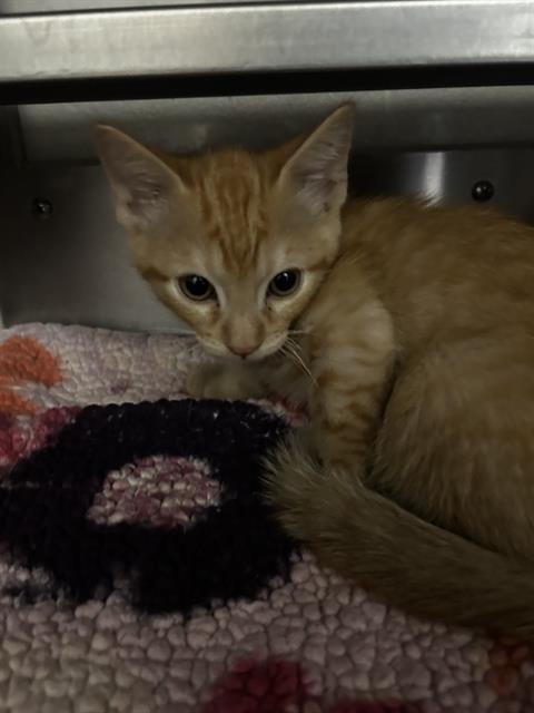 Adoptable Cat