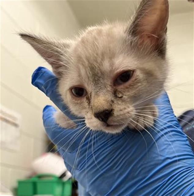 Adoptable Cat