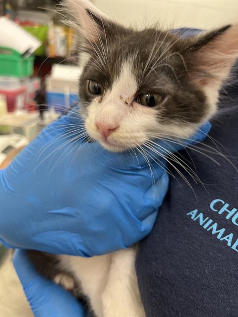 Adoptable Cat