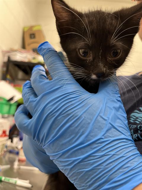 Adoptable Cat