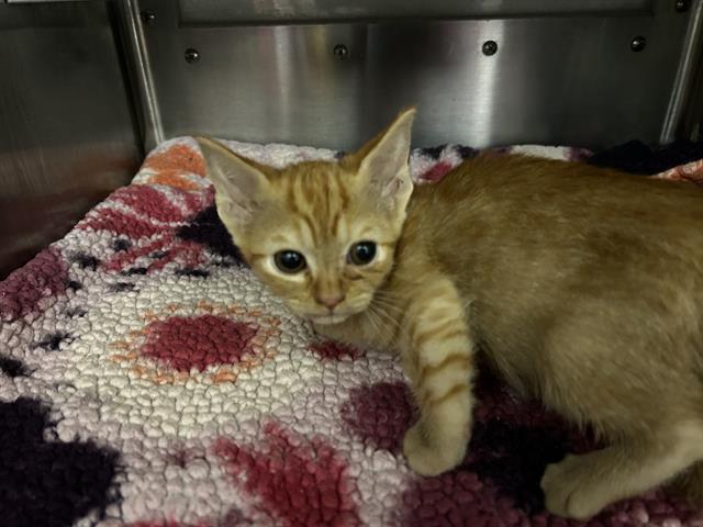 Adoptable Cat