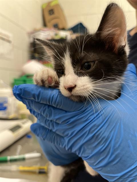 Adoptable Cat