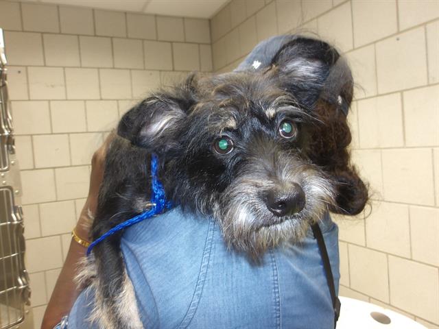 Adoptable Dog
