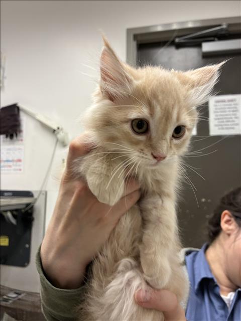 Apricot