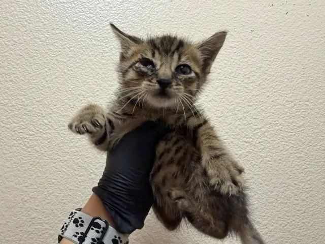 Biscuit