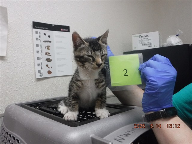 Adoptable Cat