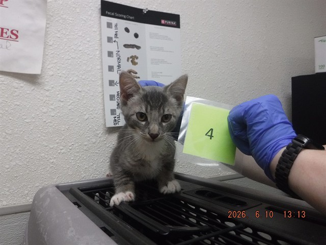 Adoptable Cat