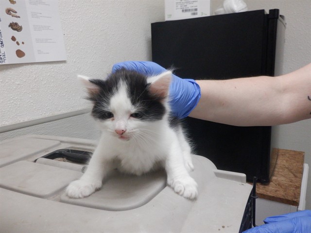 Adoptable Cat