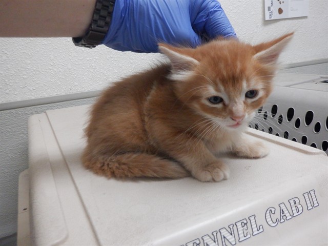 Adoptable Cat