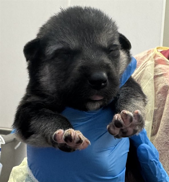 Adoptable Dog