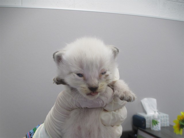 Adoptable Cat