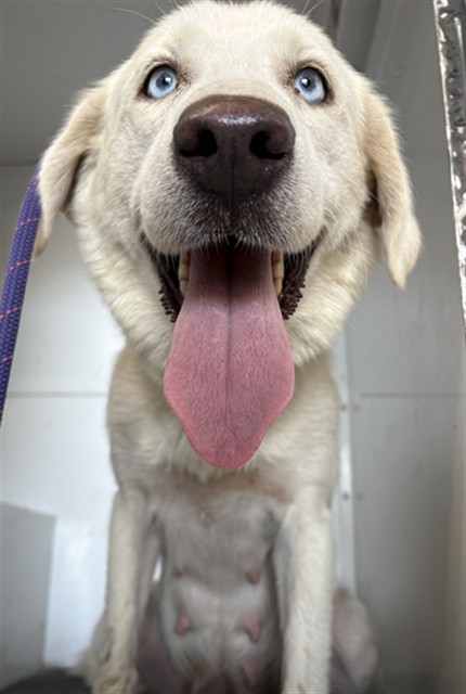 Adoptable Dog