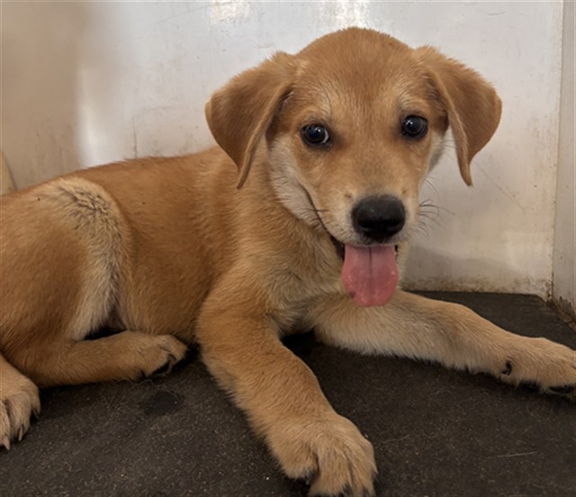 Adoptable Dog